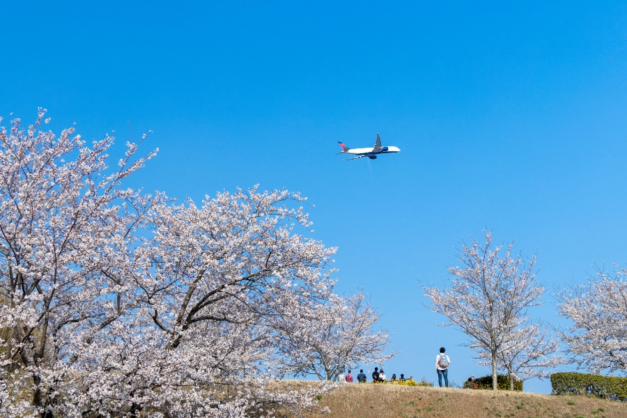 成田市さくらの山